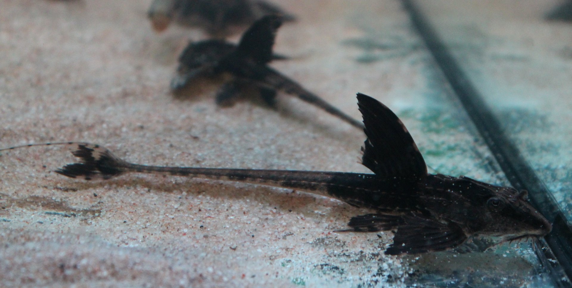 Loricaria "Rio Atabapo"