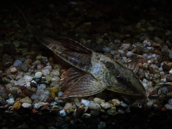 Loricaria simillima ??