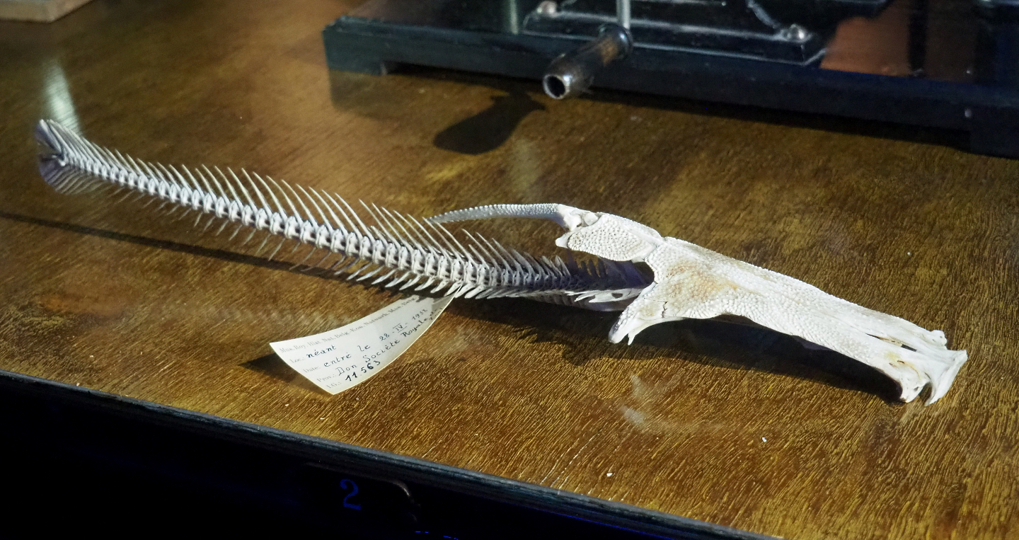 Loricariidae Catfish skeleton, 2020-09-03