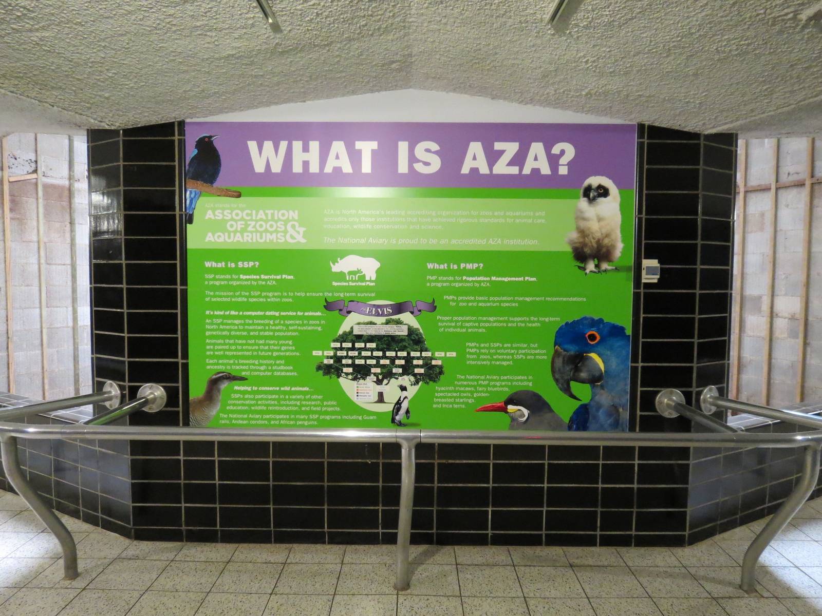 Lories and Friends - AZA Graphic