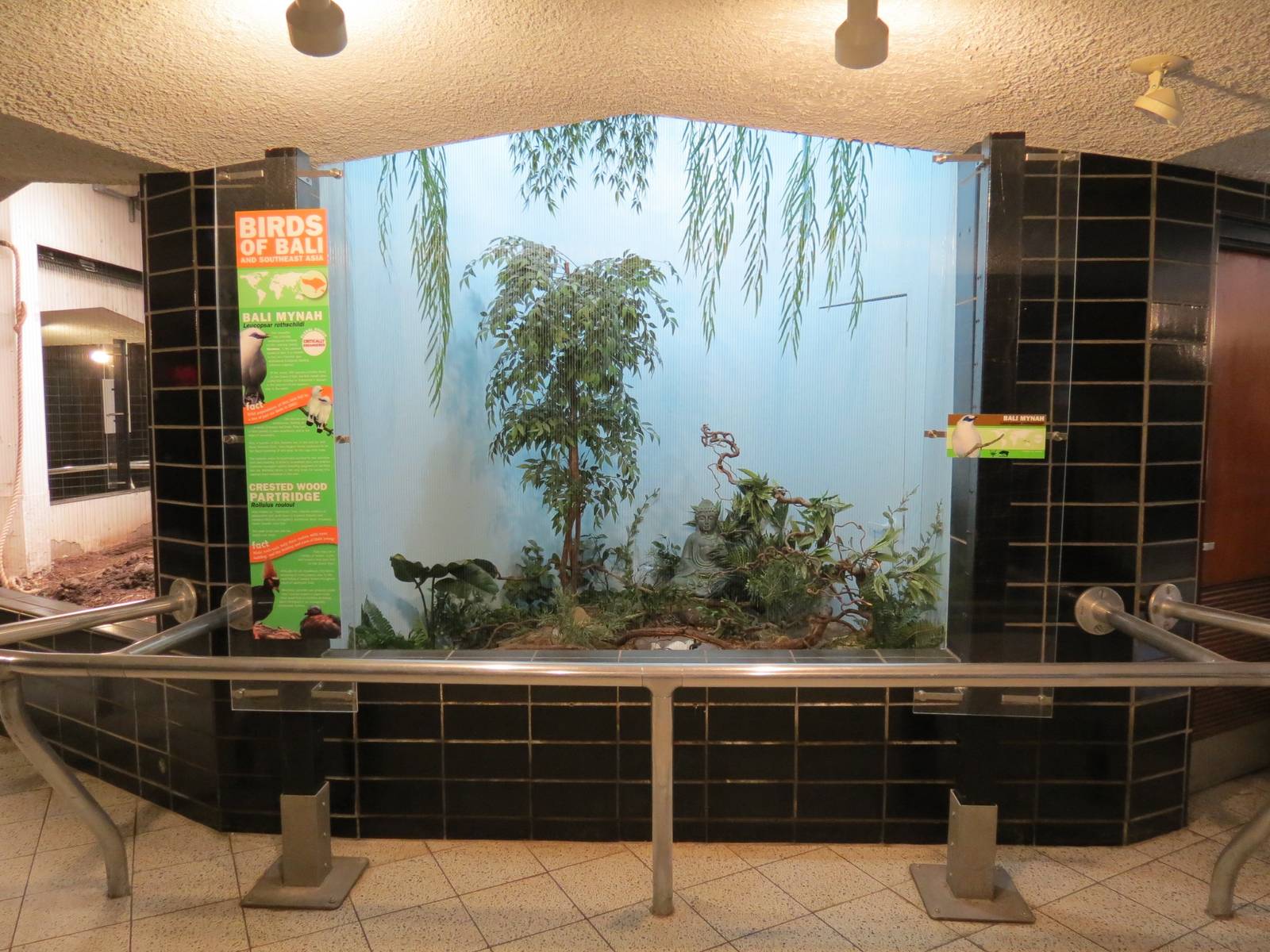 Lories and Friends - Bali Mynah Exhibit