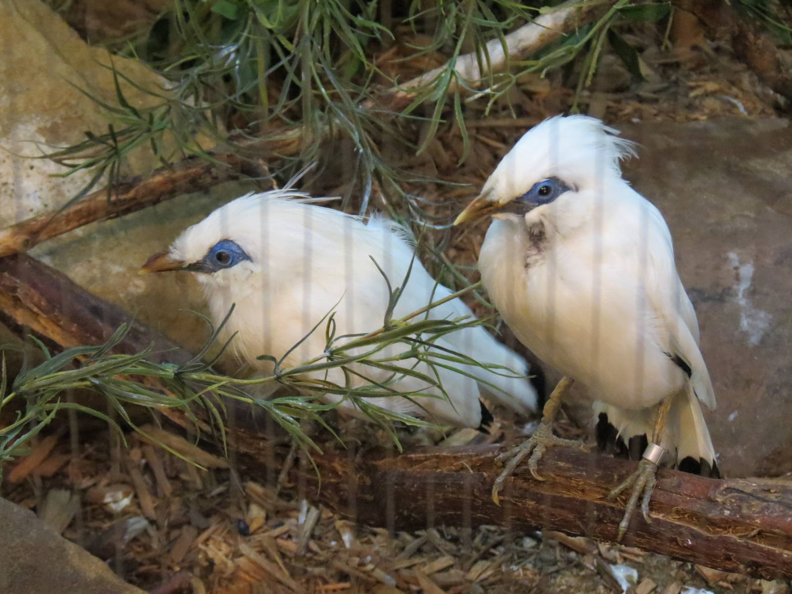 Lories and Friends - Bali Mynah