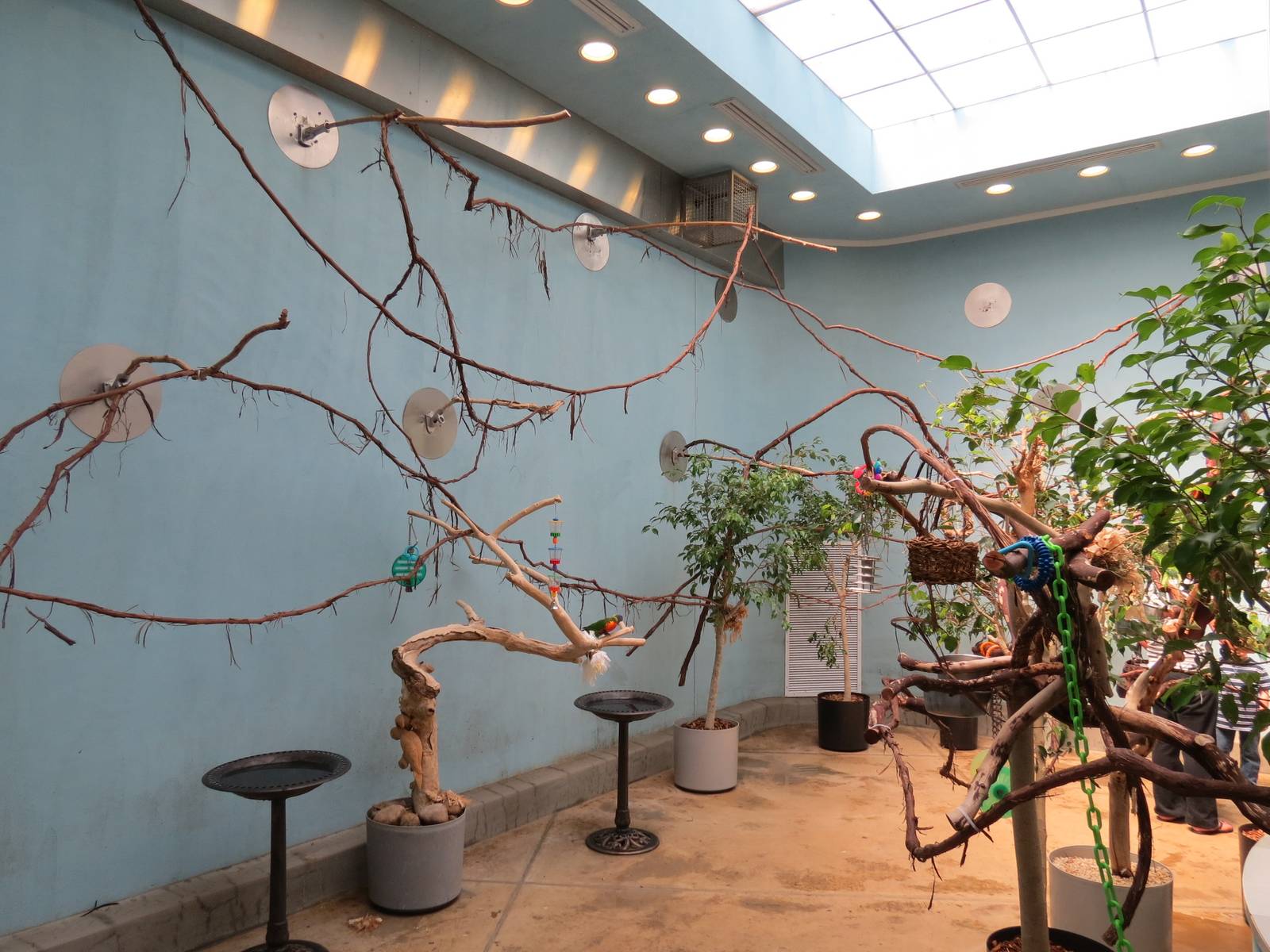Lories and Friends - Lorikeet Exhibit Interior