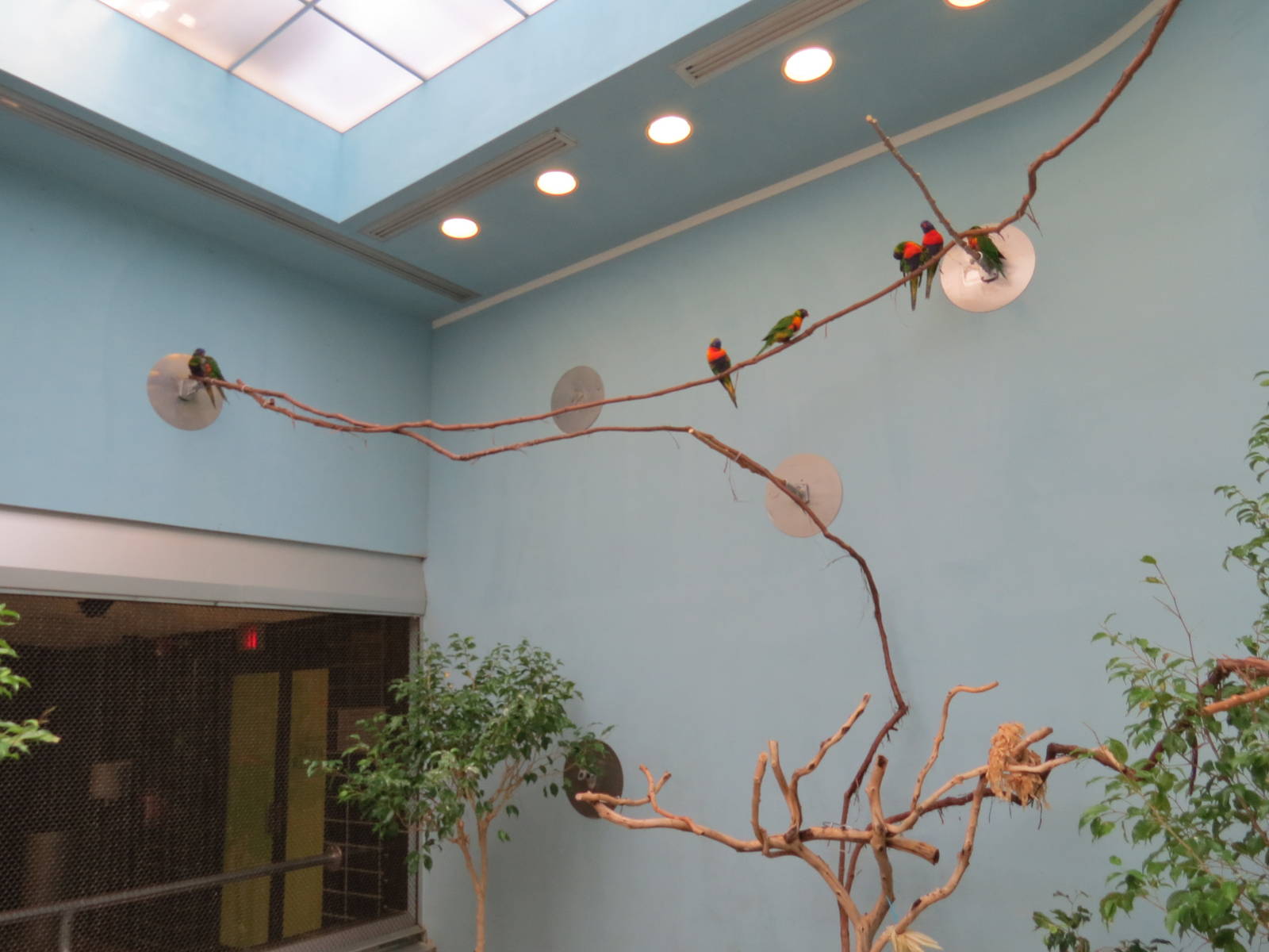 Lories and Friends - Lorikeet Exhibit Interior