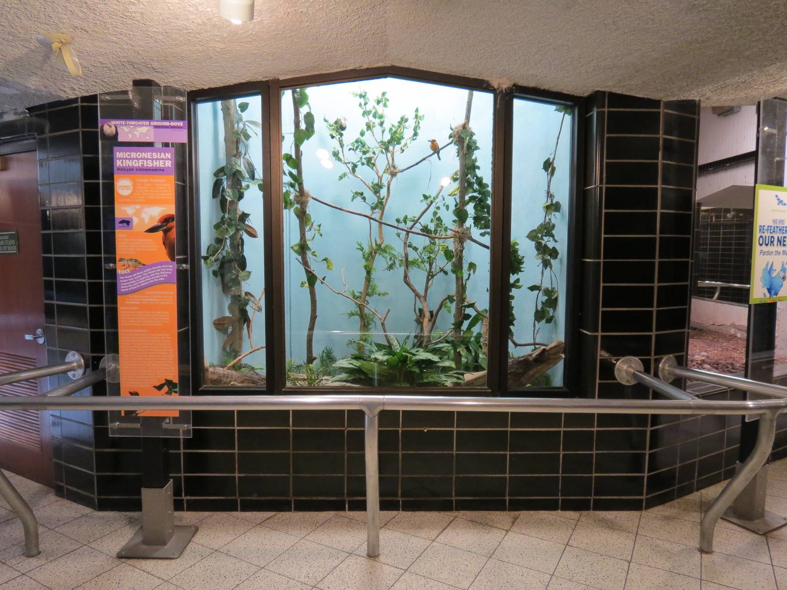 Lories and Friends - Micronesian Kingfisher Exhibit