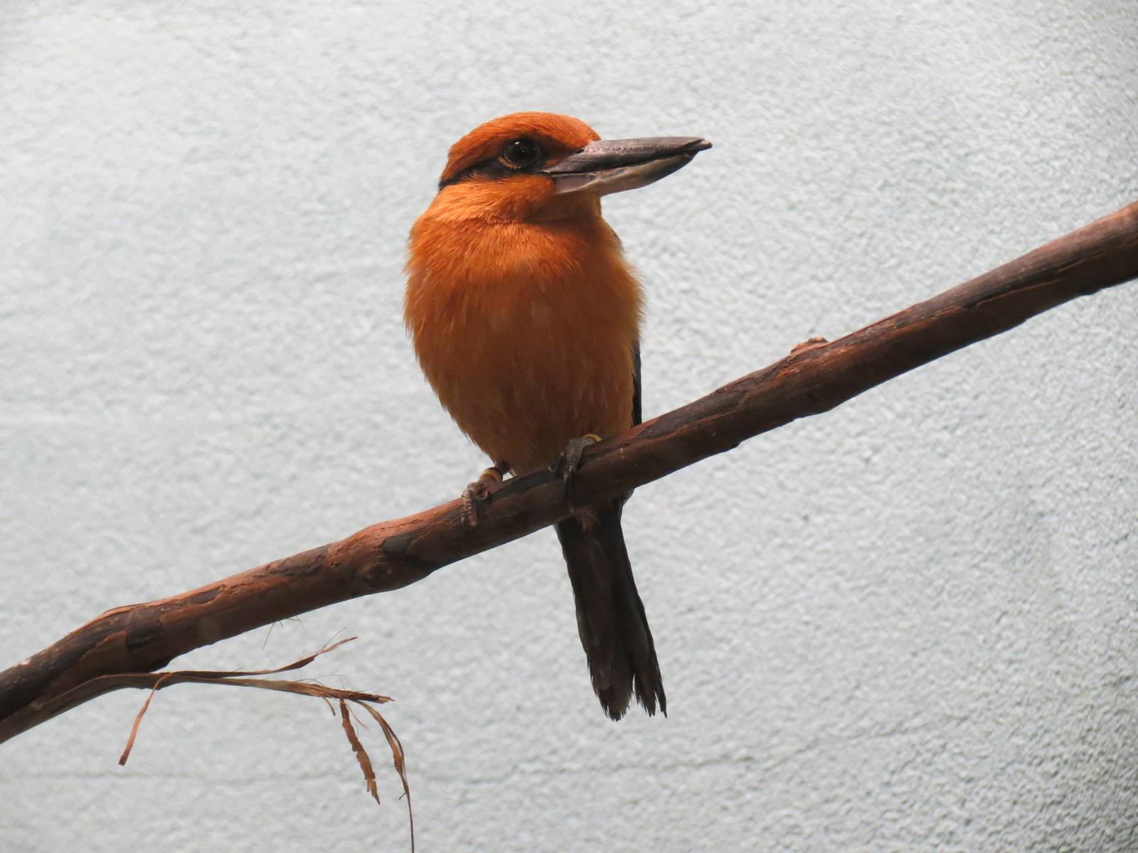 Lories and Friends - Micronesian Kingfisher