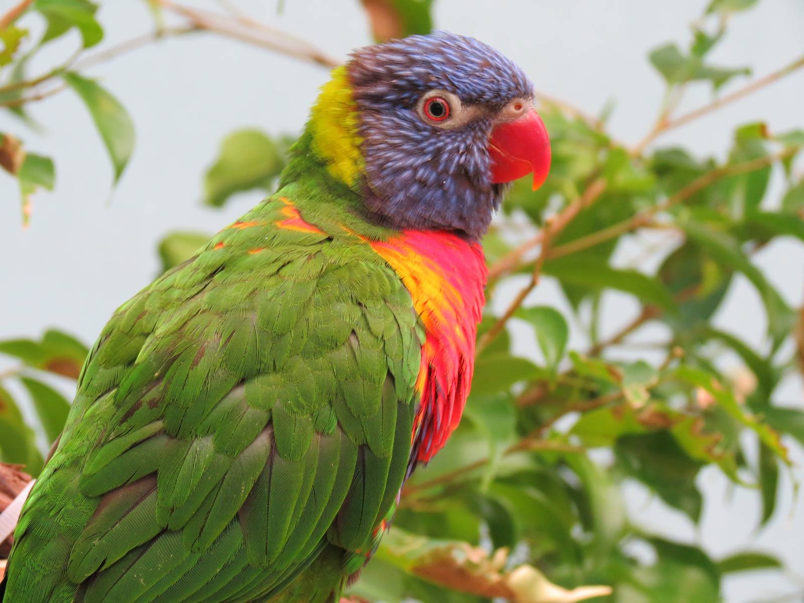 Lories and Friends - Rainbow Lorikeet