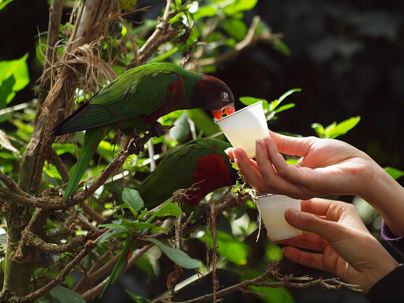 Lories feeding - Butterfly Park