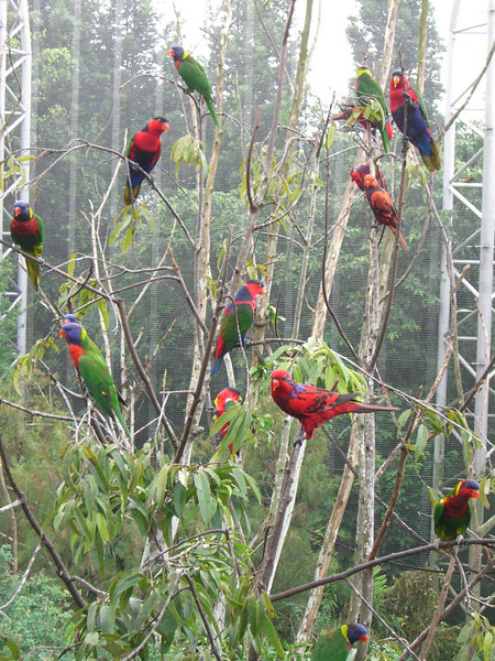 Lories, Jurong BirdPark