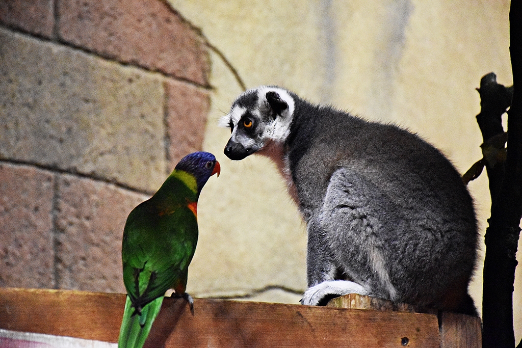 Loriinae & Ring-tailed lemur