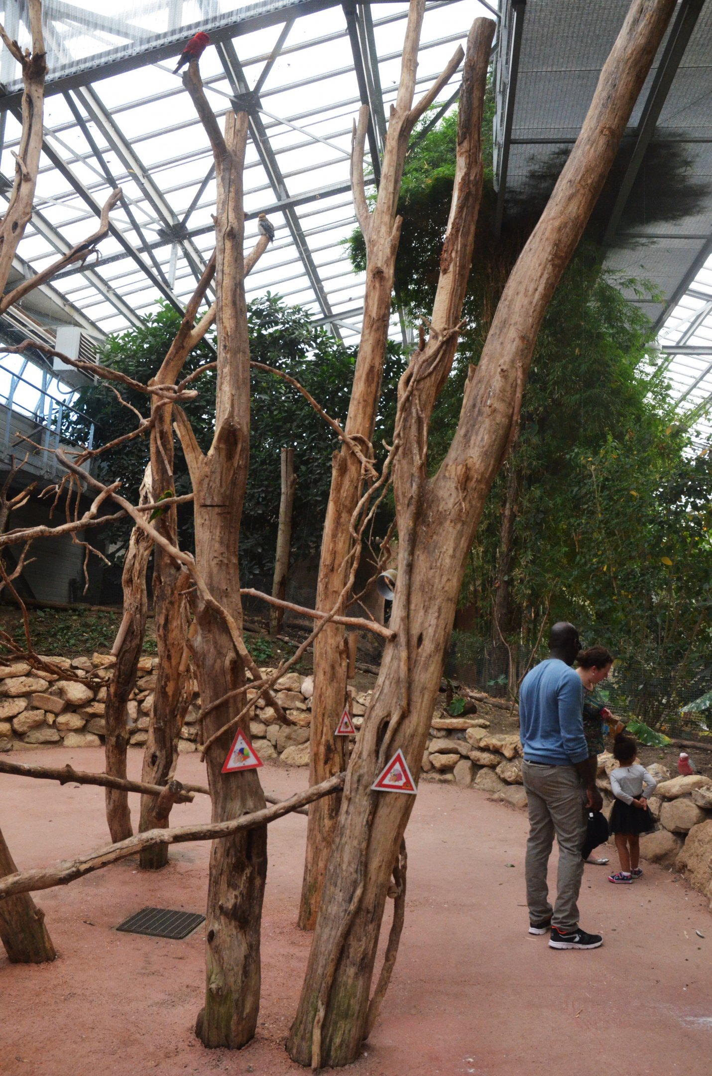 Lorikeet and Galah Walkthrough at Biotropica, 16/06/18