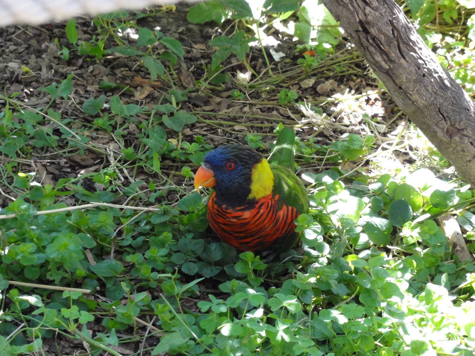 Lorikeet at Denver Zoo