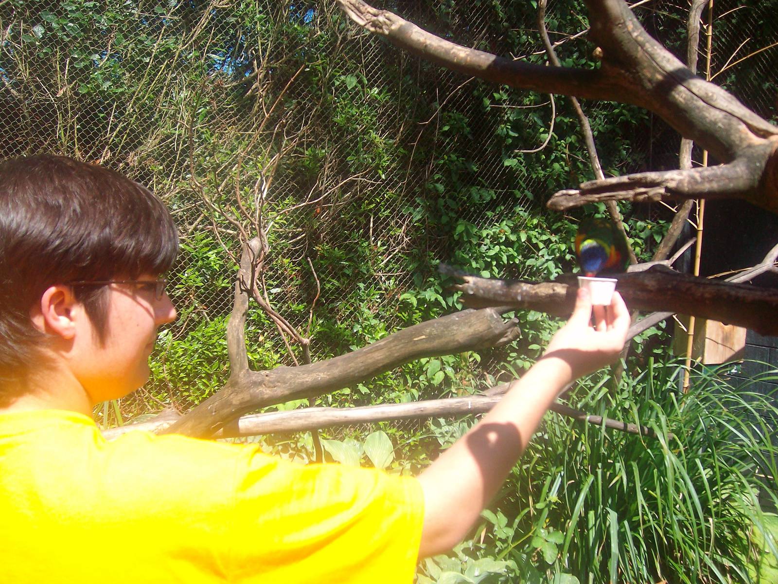 Lorikeet at Oregon Zoo