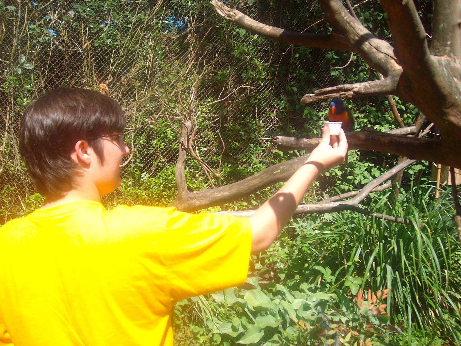 Lorikeet at Oregon Zoo
