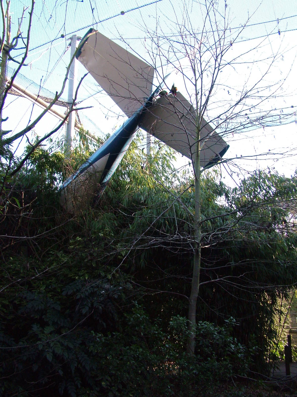 Lorikeet aviary at Bristol 19/12/09