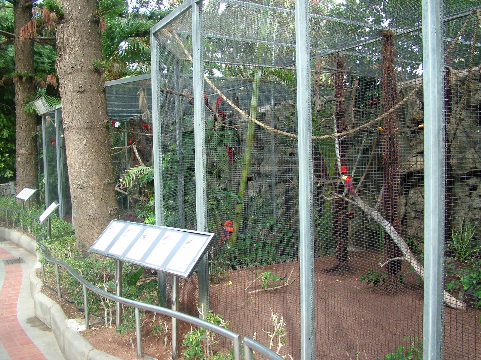 Lorikeet Aviary at Loro Parque, 08/11/10