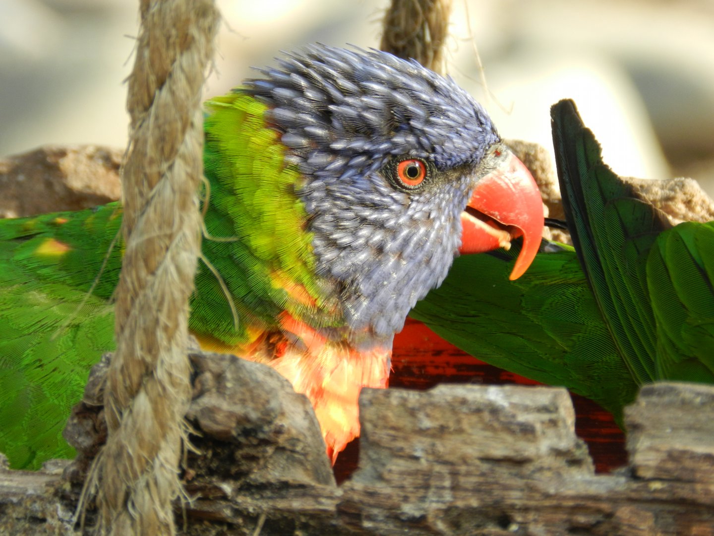 Lorikeet - Buin zoo