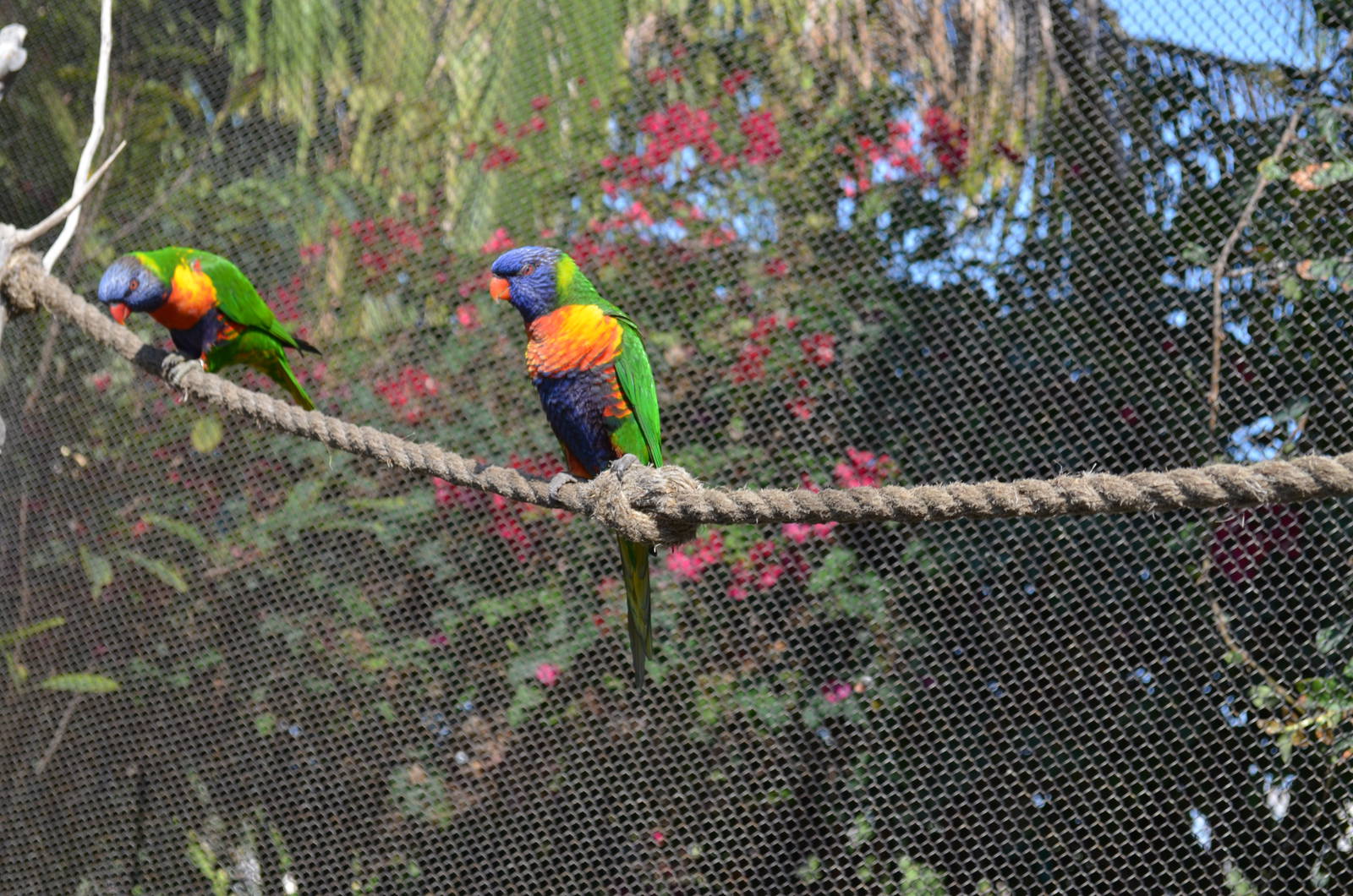 Lorikeet Forest