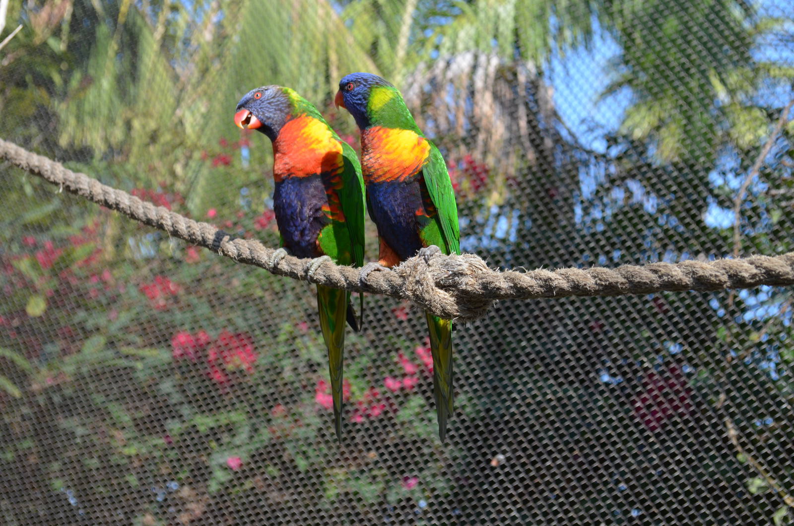 Lorikeet Forest