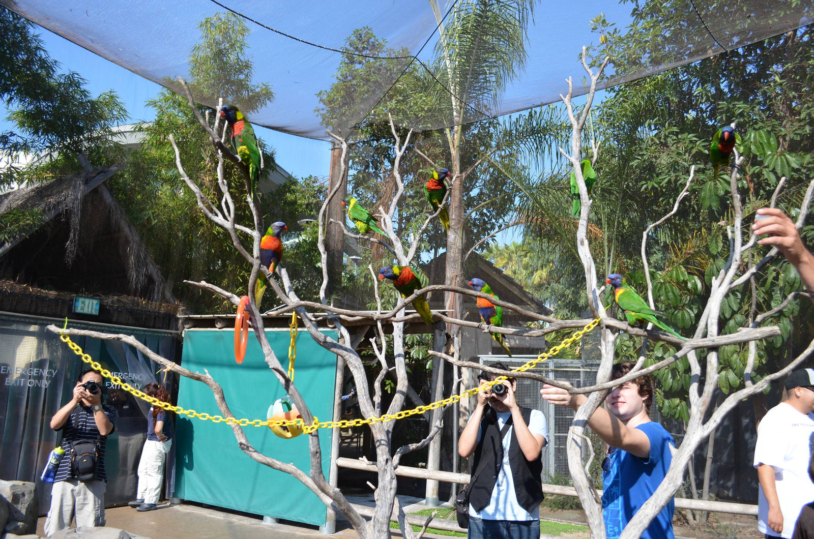 Lorikeet Forest
