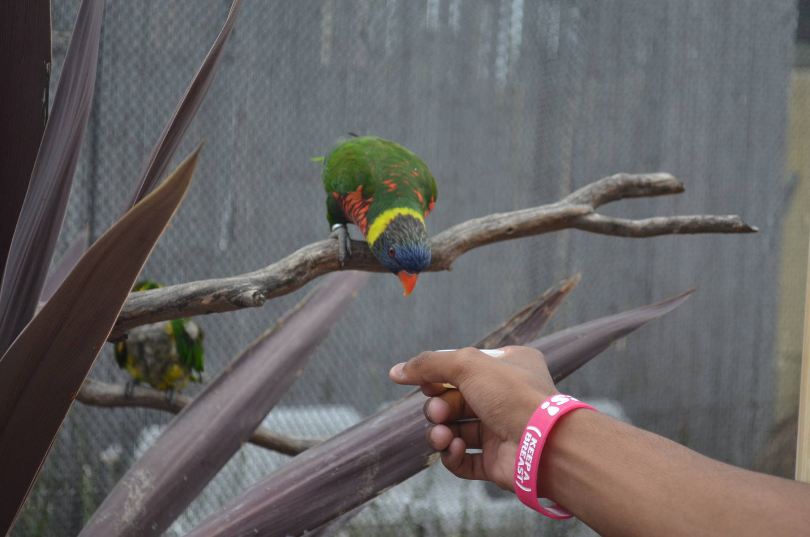Lorikeet Forest