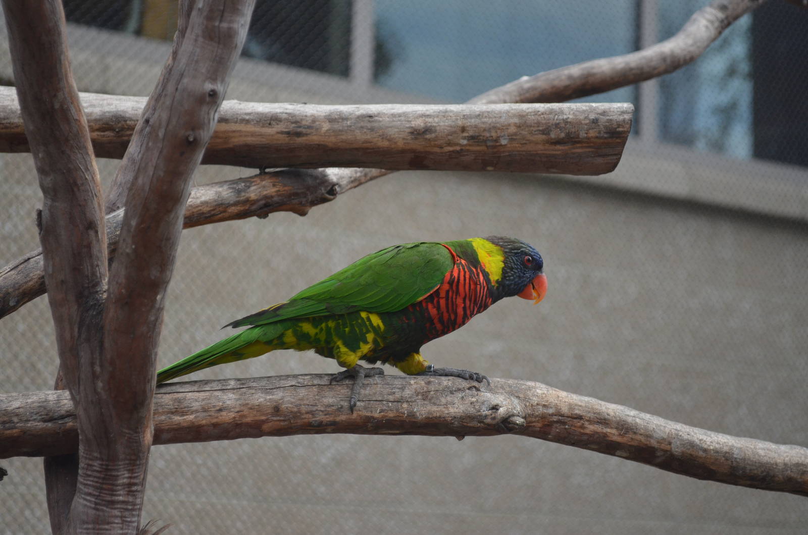 Lorikeet Forest