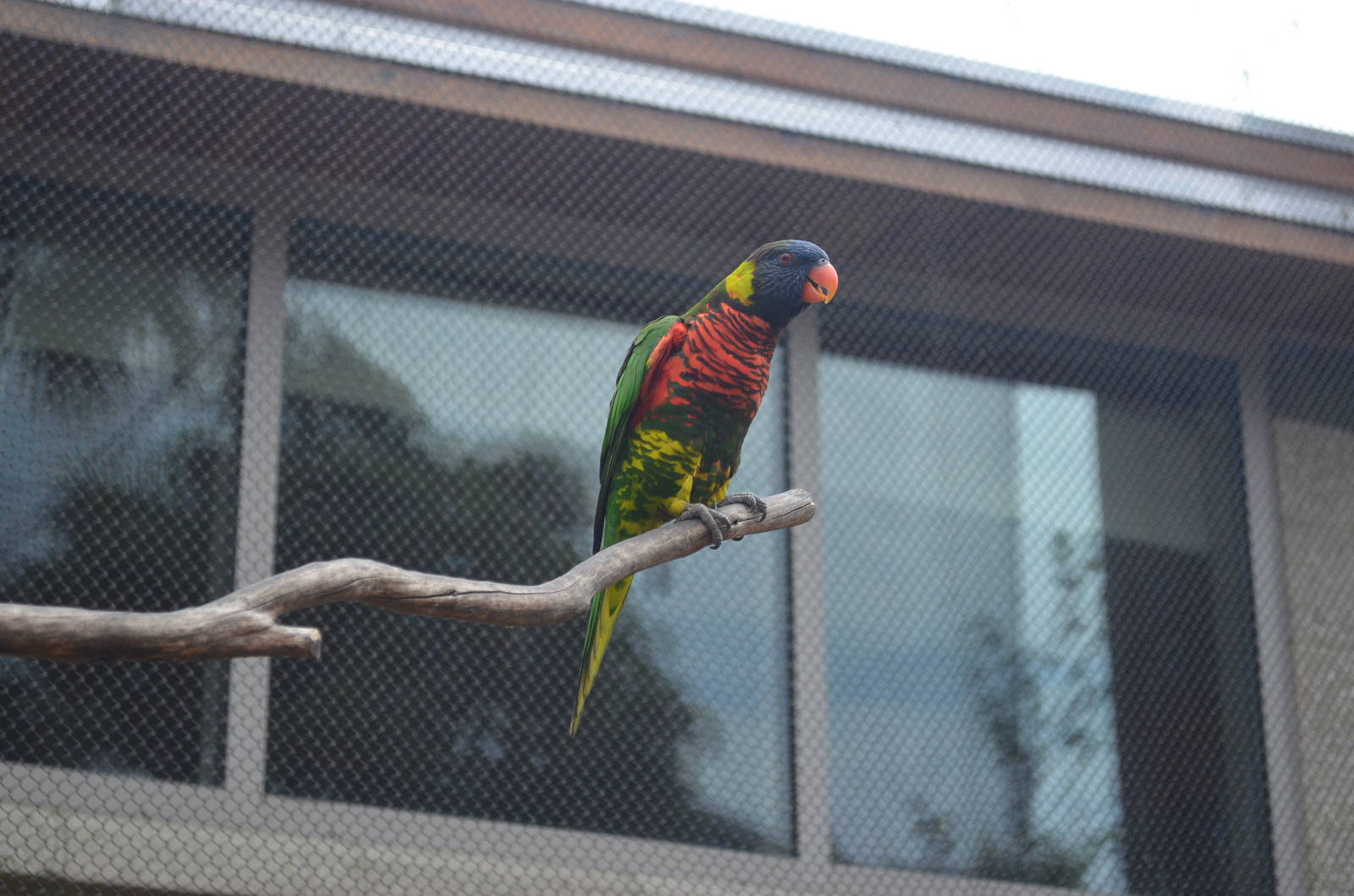 Lorikeet Forest