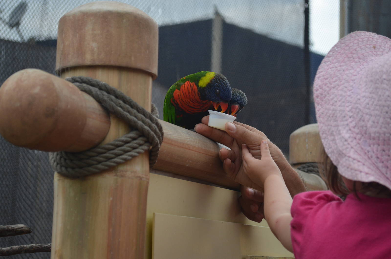 Lorikeet Forest