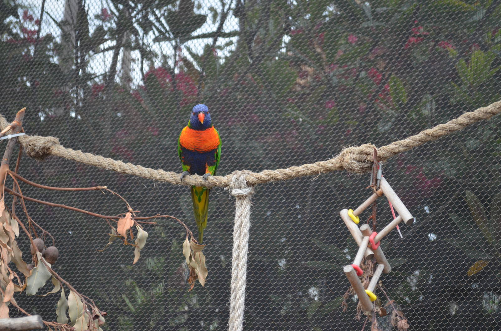 Lorikeet Forest