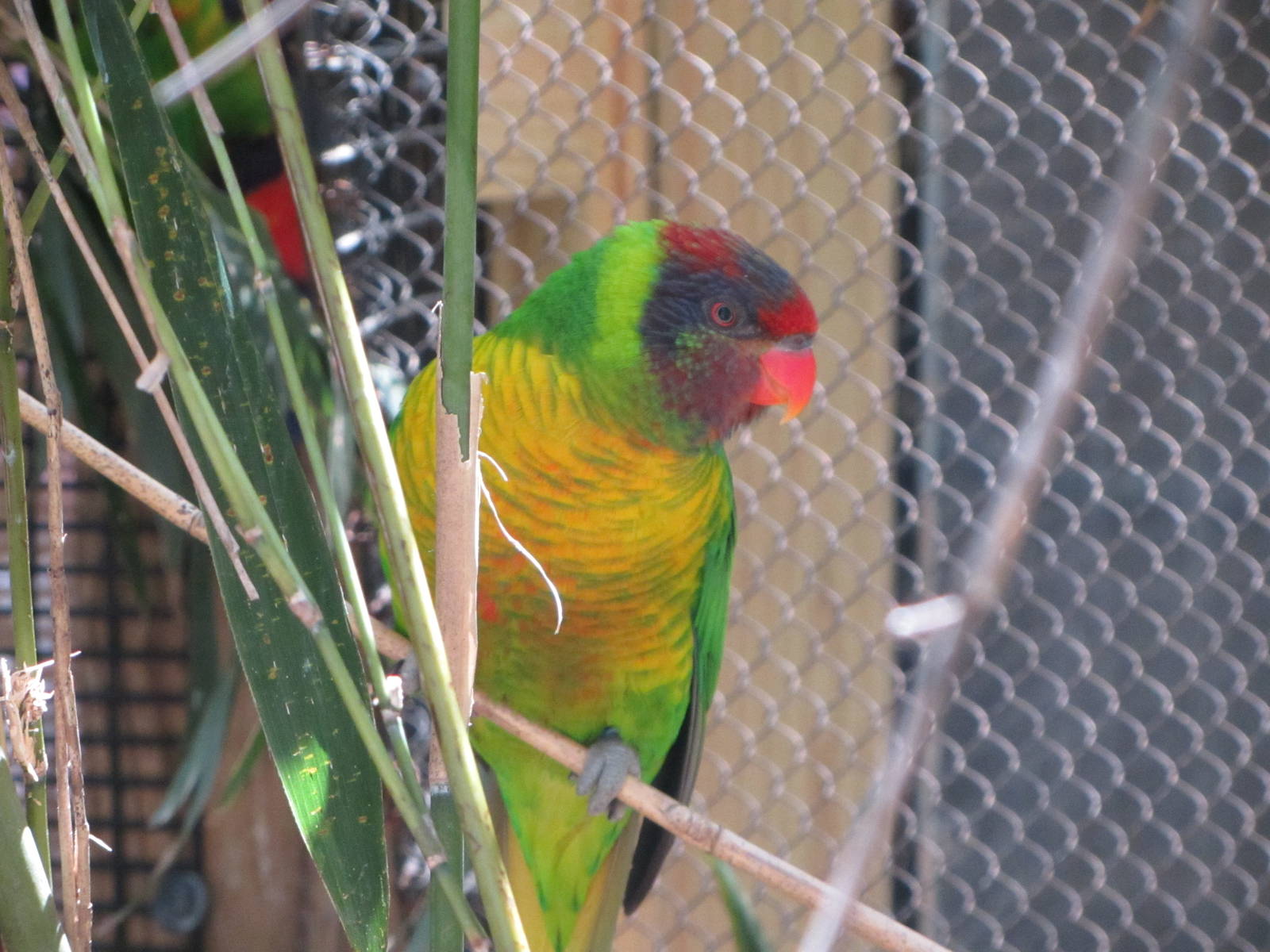 Lorikeet Hybrid