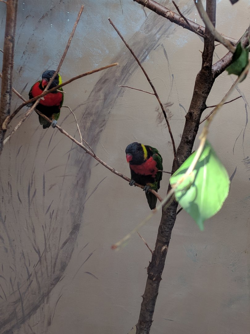 Lorikeet ID Zoo Praha 2018
