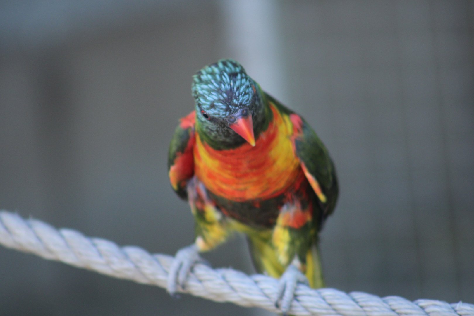 Lorikeet ID