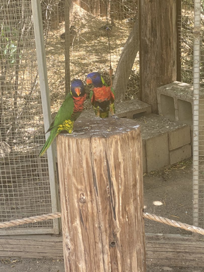 lorikeet ID