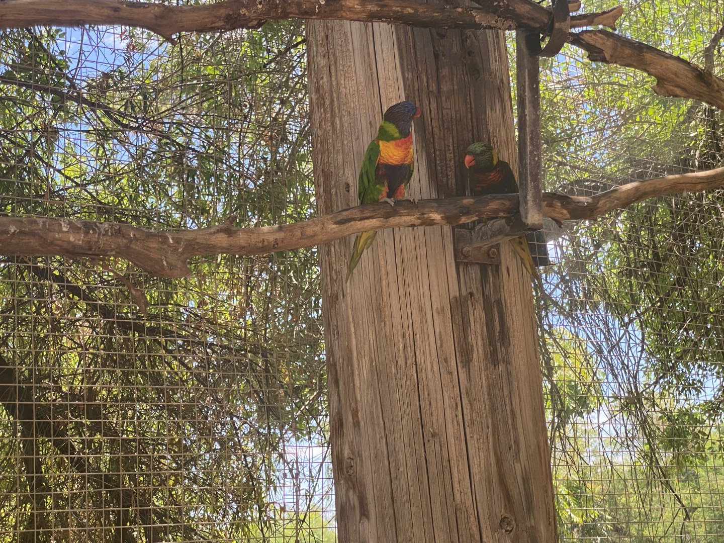 Lorikeet ID