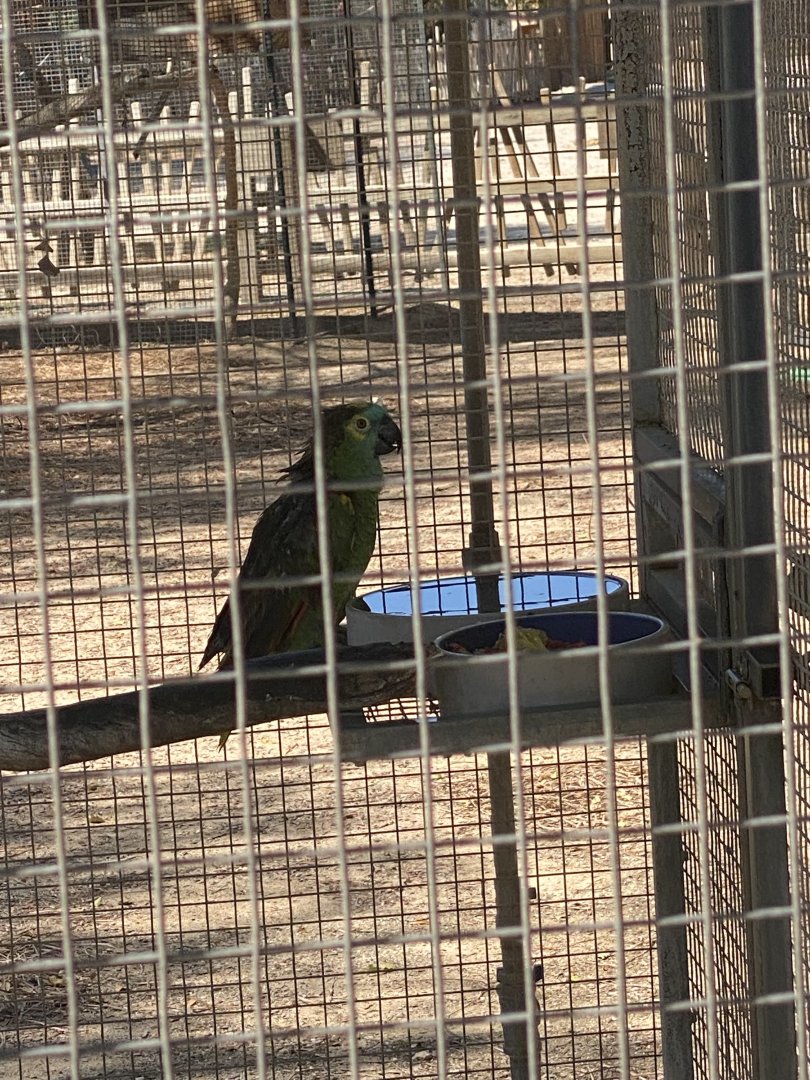 Lorikeet ID