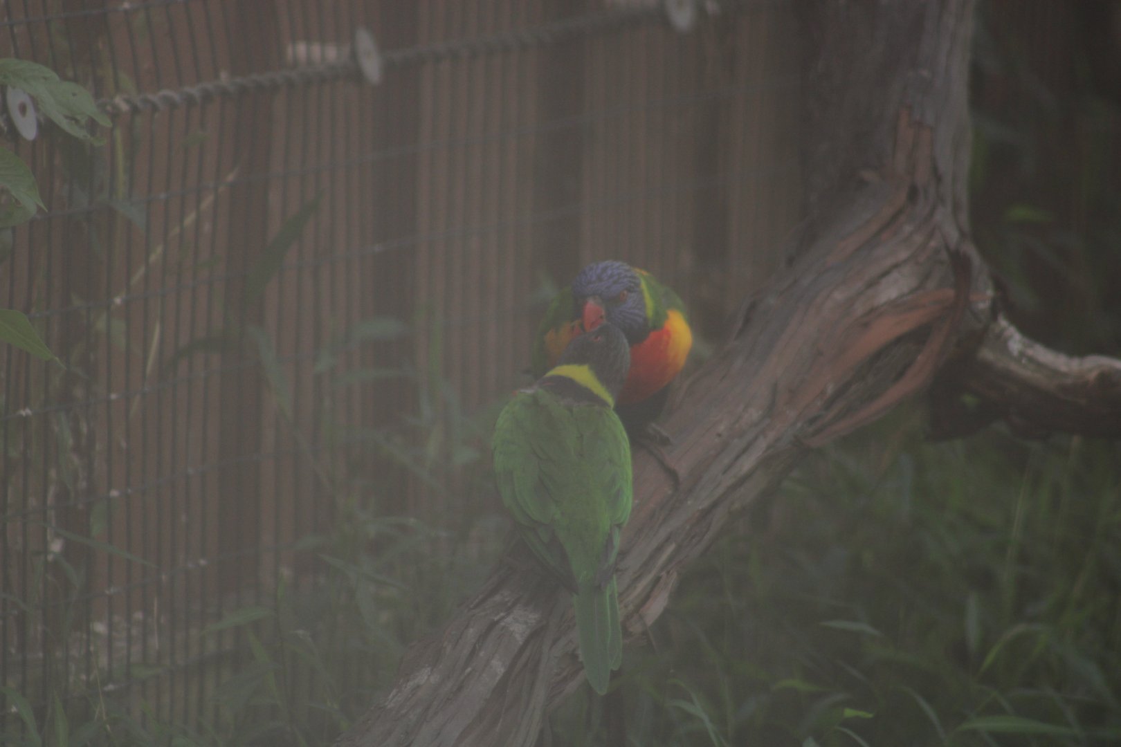 Lorikeet ID?