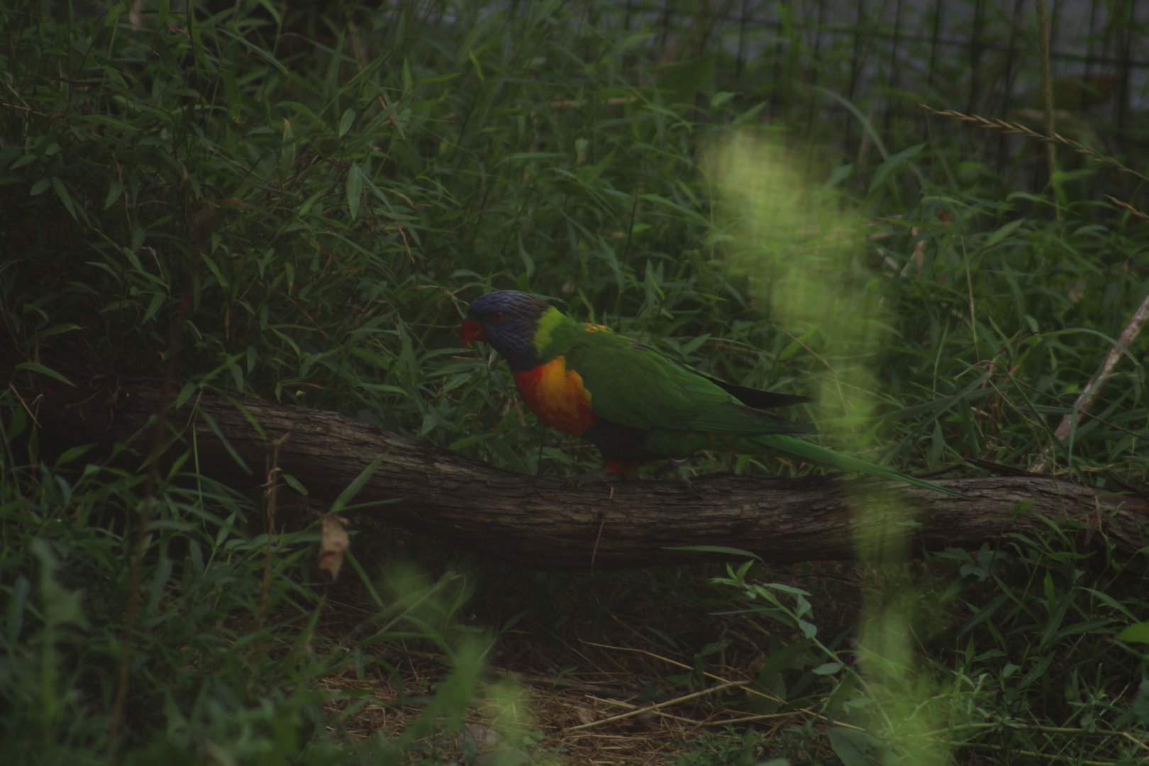 Lorikeet ID?