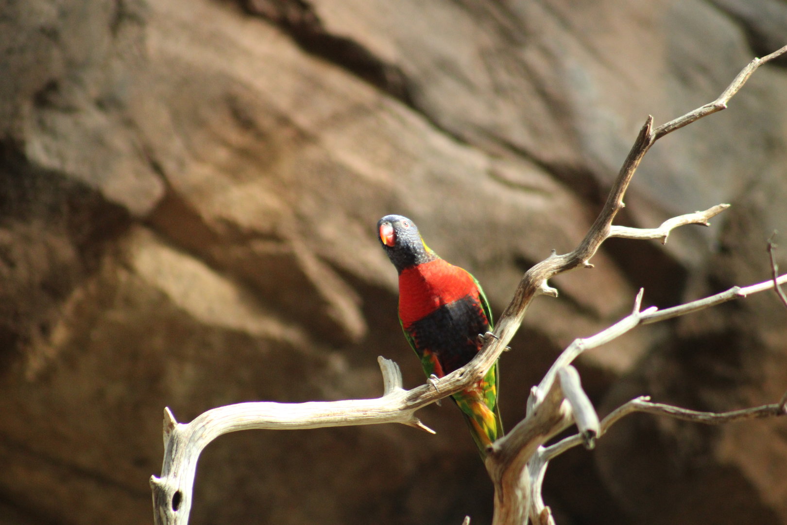 Lorikeet ID?