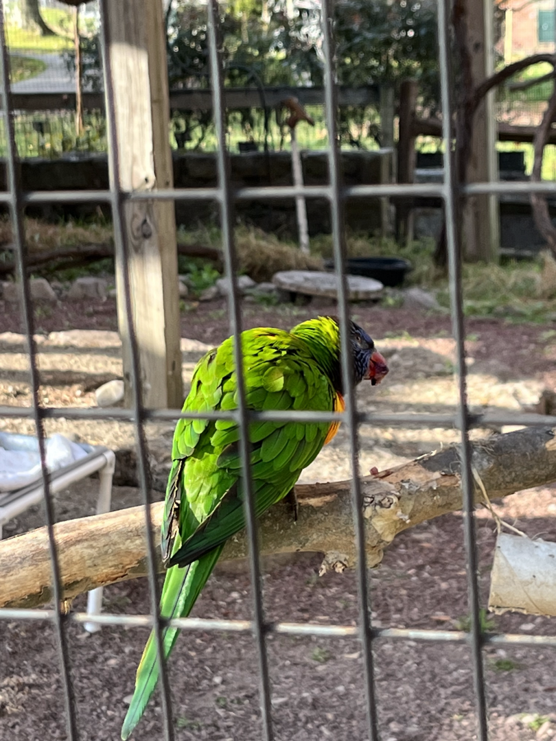 Lorikeet ID