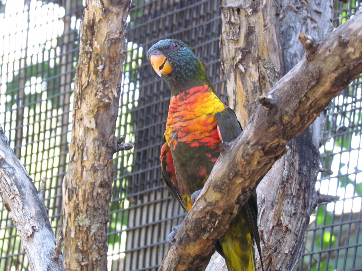 Lorikeet ID?