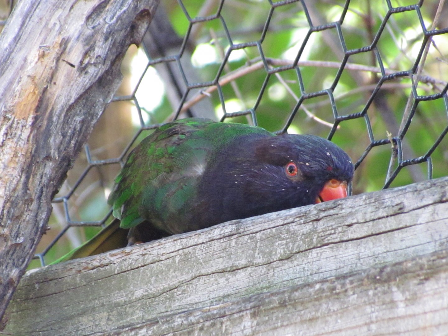 Lorikeet ID?