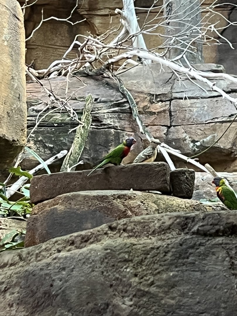 Lorikeet ID