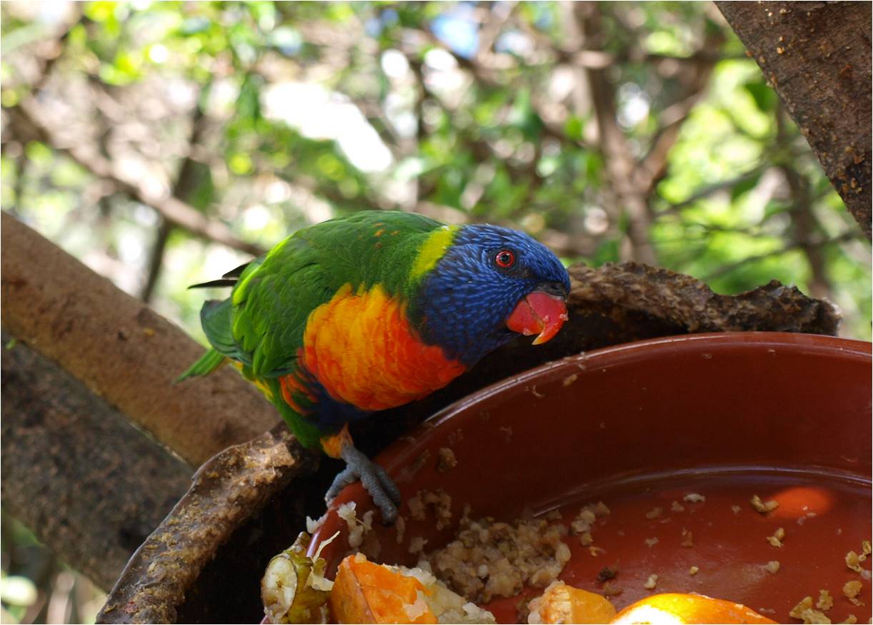 Lorikeet - Katandra Treetops