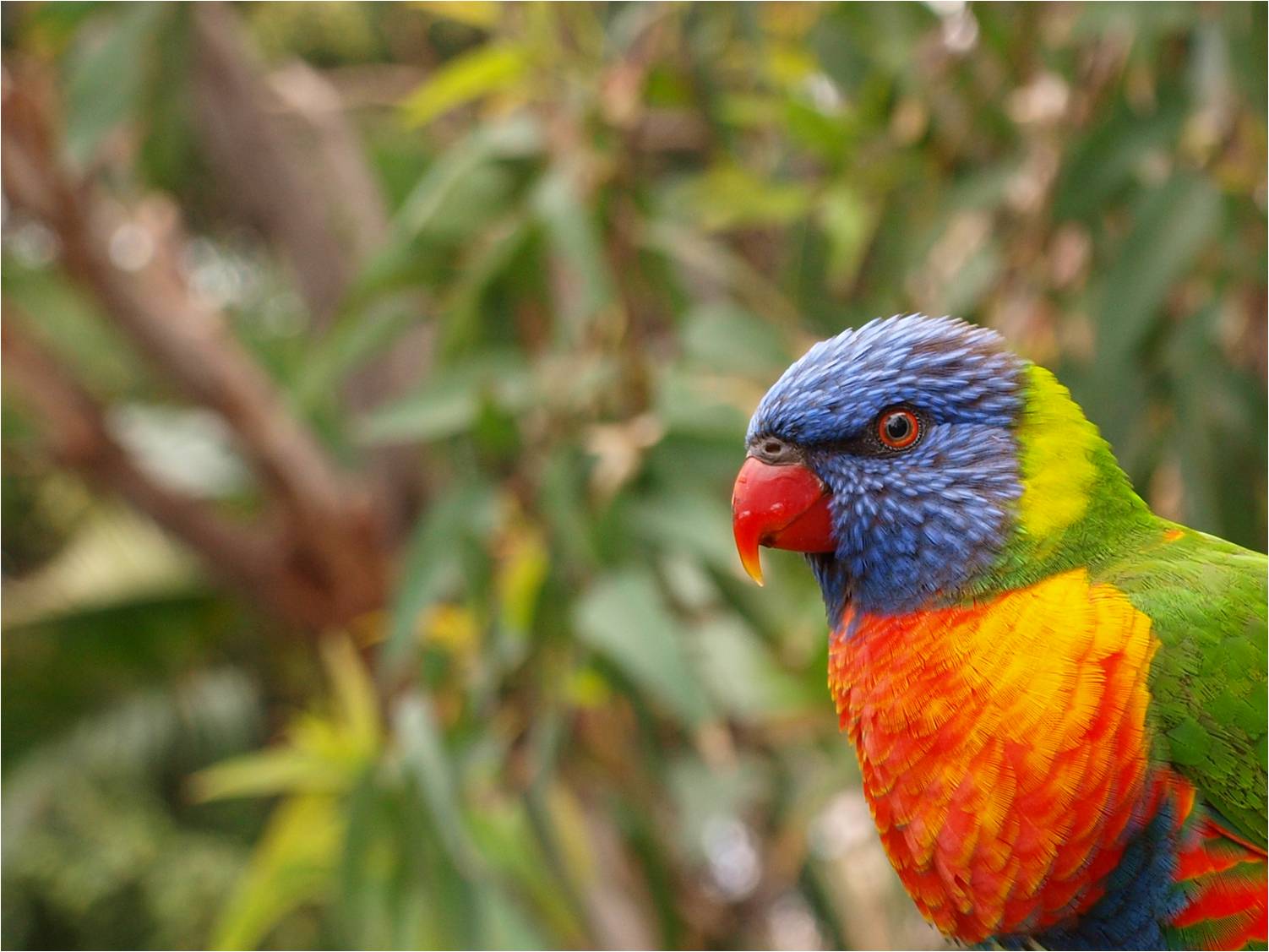 Lorikeet - Katandra Treetops