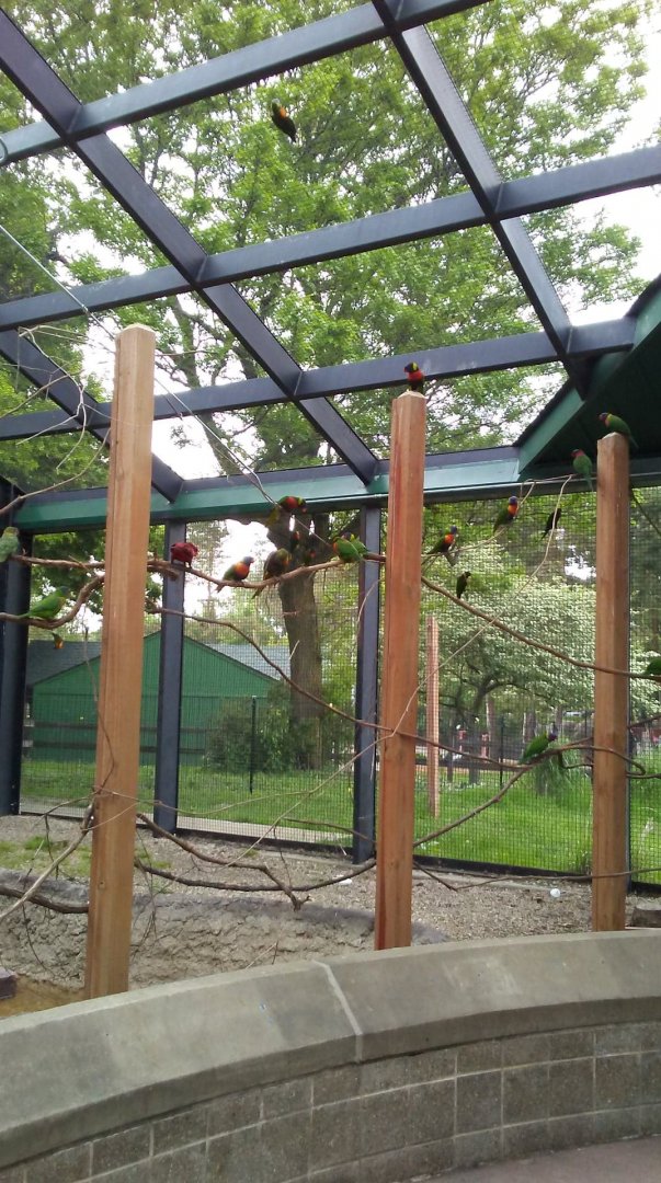 Lorikeet Landing (1)