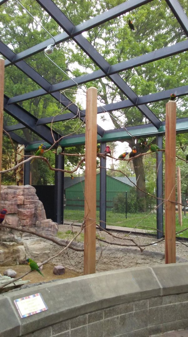 Lorikeet Landing (2)