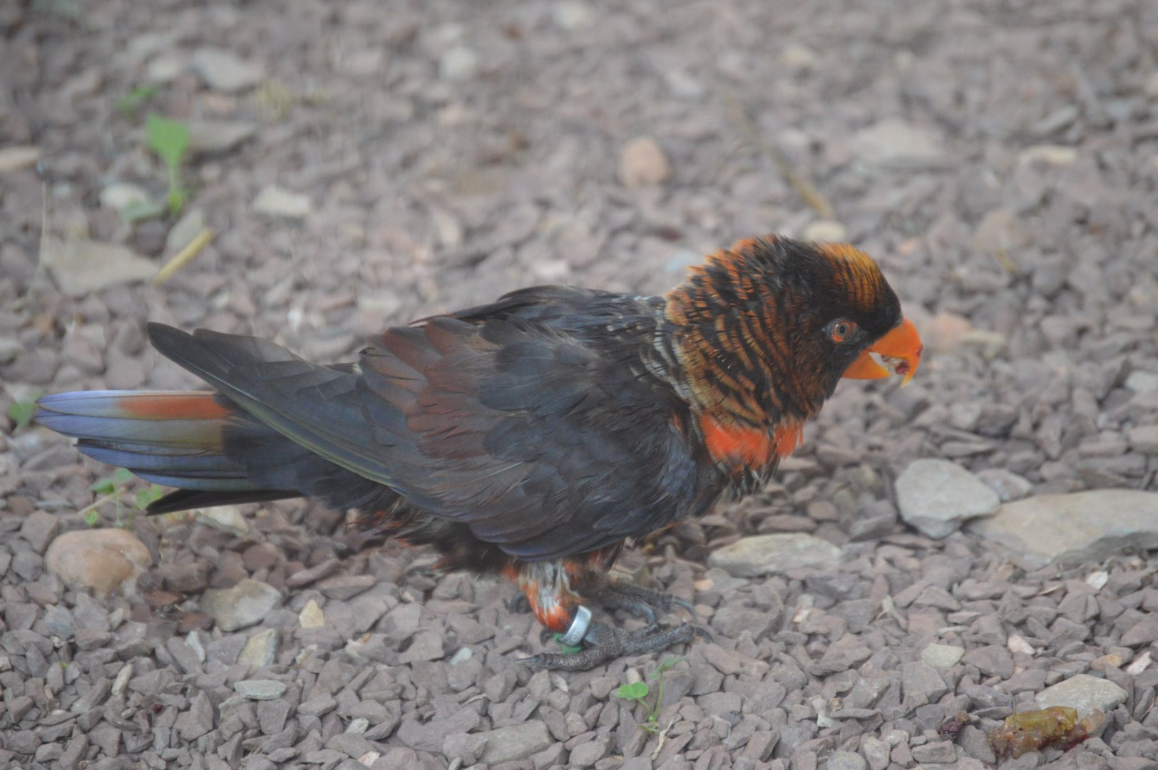 Lorikeet Landing - Dusky Lory (Pseudeos fuscata)