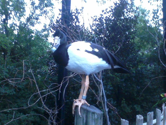 Lorikeet Landing- Magpie Goose