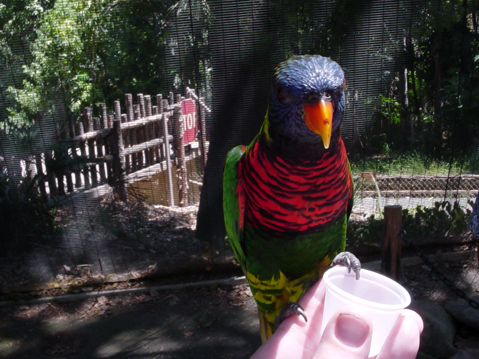 Lorikeet Landing - Rainbow Lorikeet