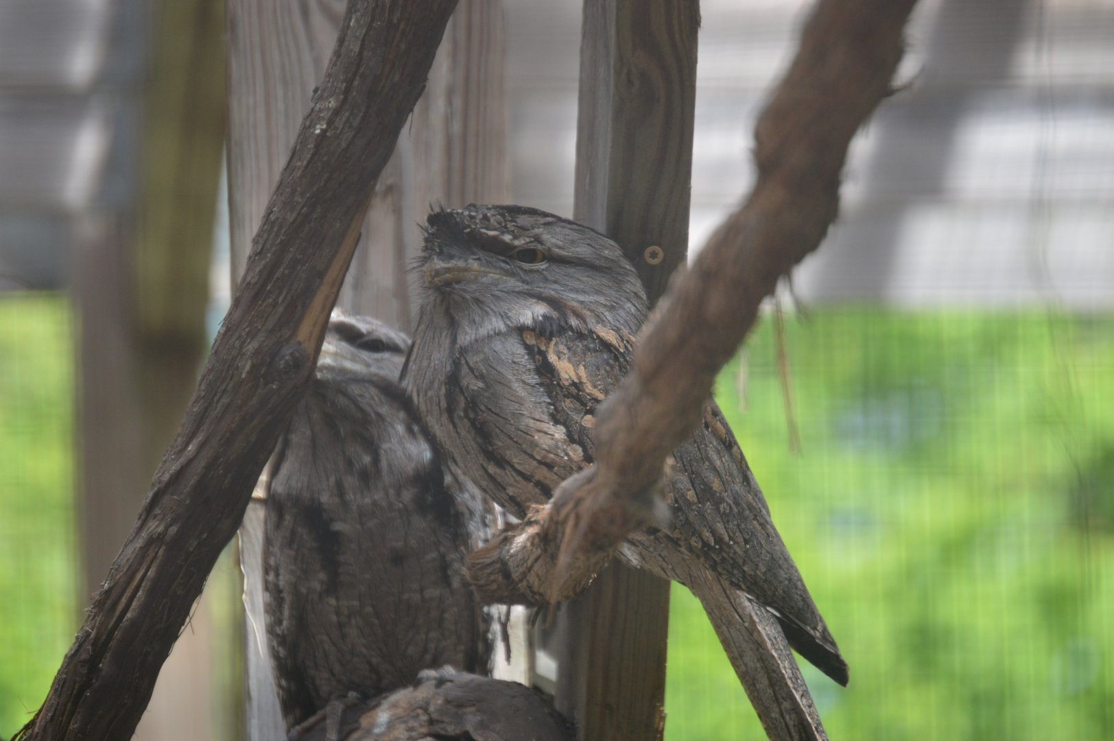 Lorikeet Landing - Tawny Frogmouth (Podargus strigoides)